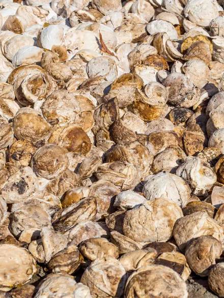 02_btex_coagulo_borracha